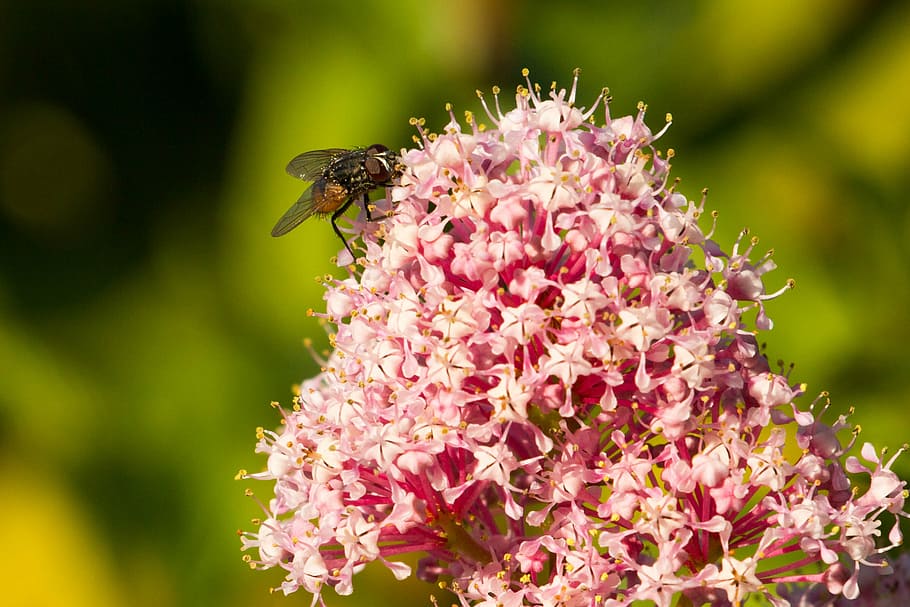 fly, insect, close, flight insect, nature, compound eyes, flowers HD wallpaper