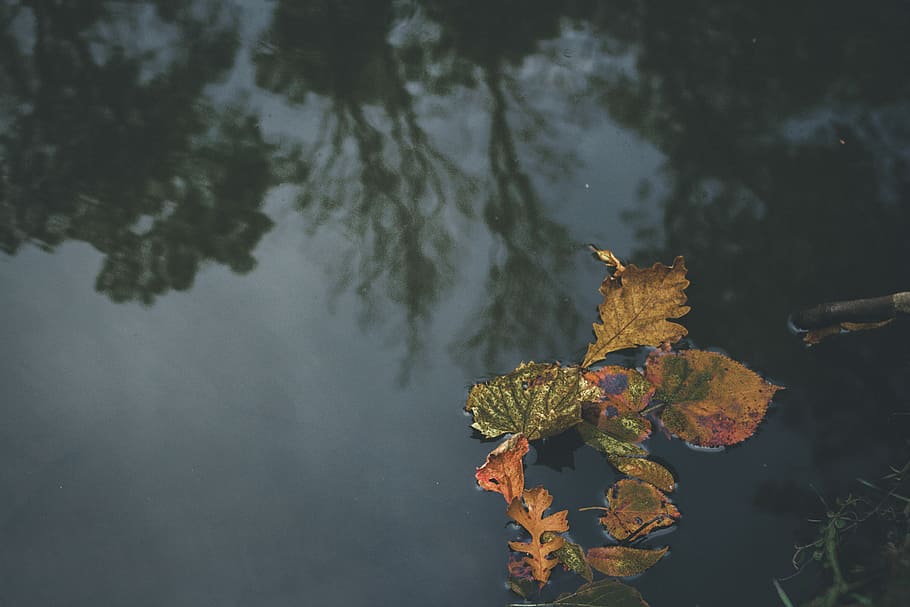 several dried leaves floating on body of water, brown leaves floating on water HD wallpaper