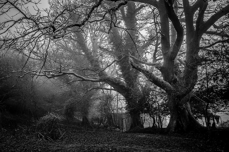 grayscale shot of trees, fog, black And White, nature, monochrome HD wallpaper