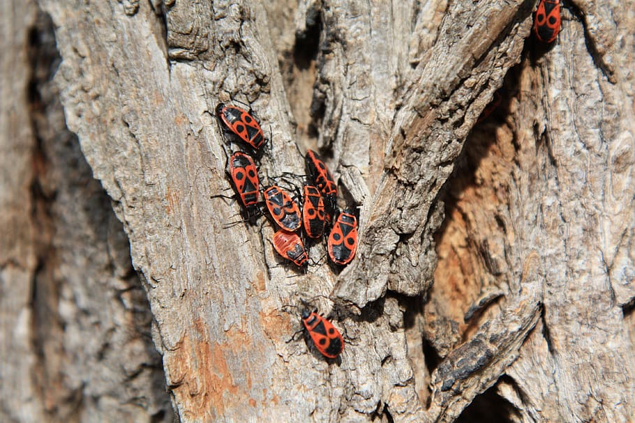 animals, fire bug, bark, nature, insect, wood, tree, beetle HD wallpaper