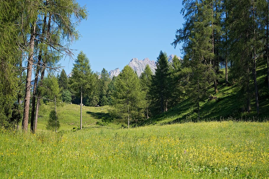 green trees on green grass field, landscape, nature, meadow HD wallpaper