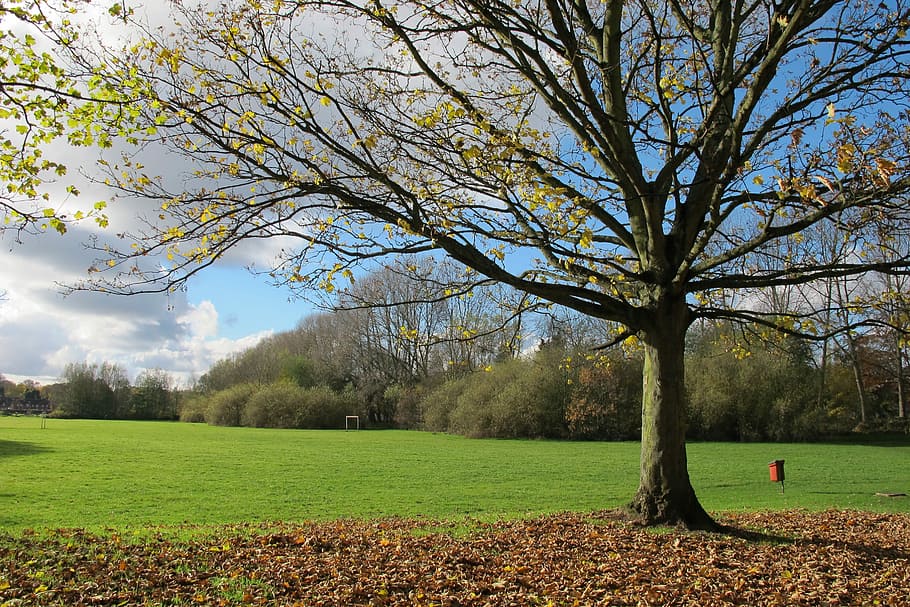 Field, Tree, Leaves, autumn, park, landscape, outdoor, nature HD wallpaper