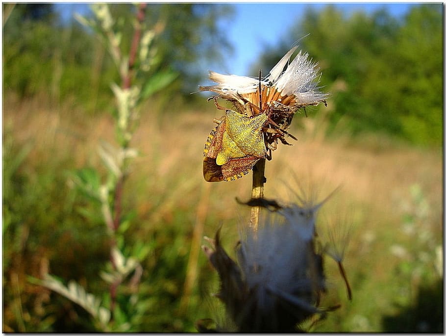 Bug, Thistle, Meadow, Nature, summer, insect, wild flowers HD wallpaper
