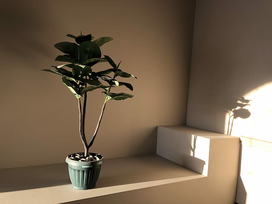 indoor green potted plant on platform, planter, decor, shelf HD wallpaper