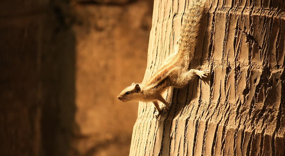 Squirrel, Striped, Stripes, Coconut, tree, climb, down, rodent HD wallpaper