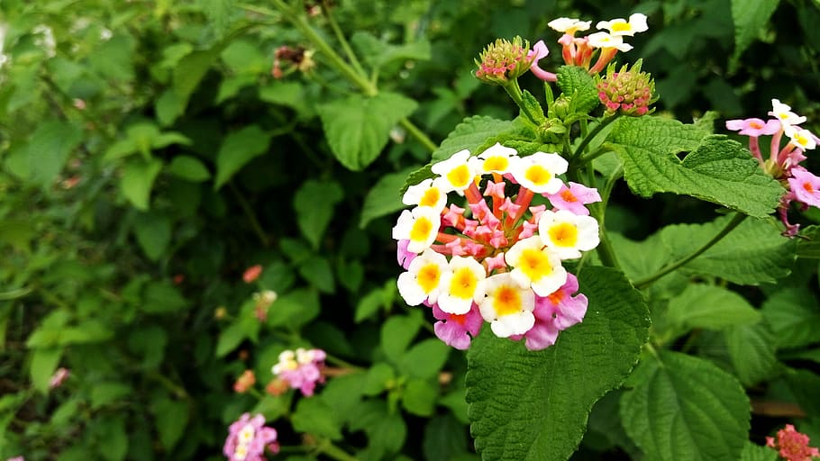 Yellow White and Pink Petaled Flower, flora, flowers, macro, nature HD wallpaper