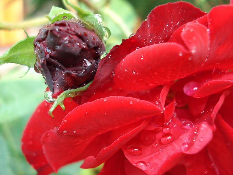 rose, flower, red, bud, close-up, freshness, flowering plant HD wallpaper