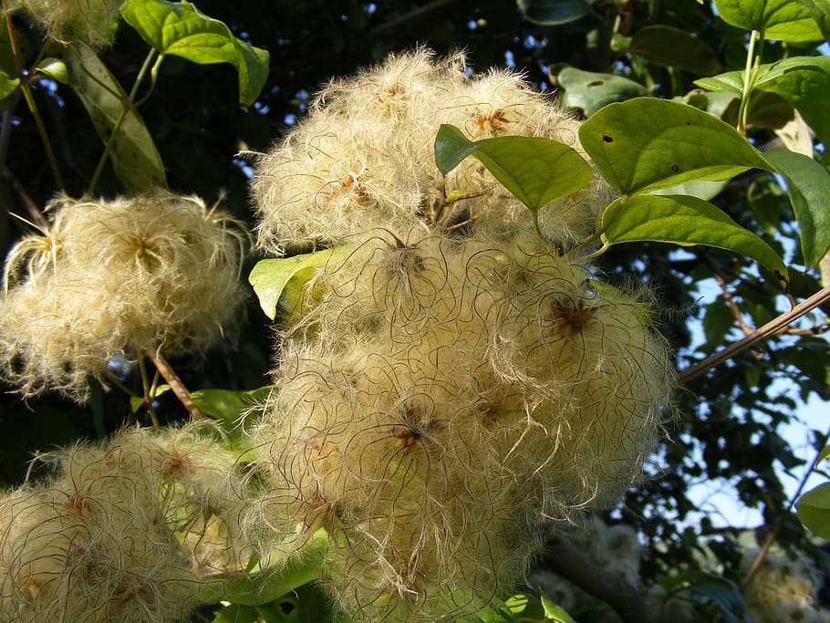 beard, clematis, climbing, flowers, joy, leave, man, old, stems HD wallpaper