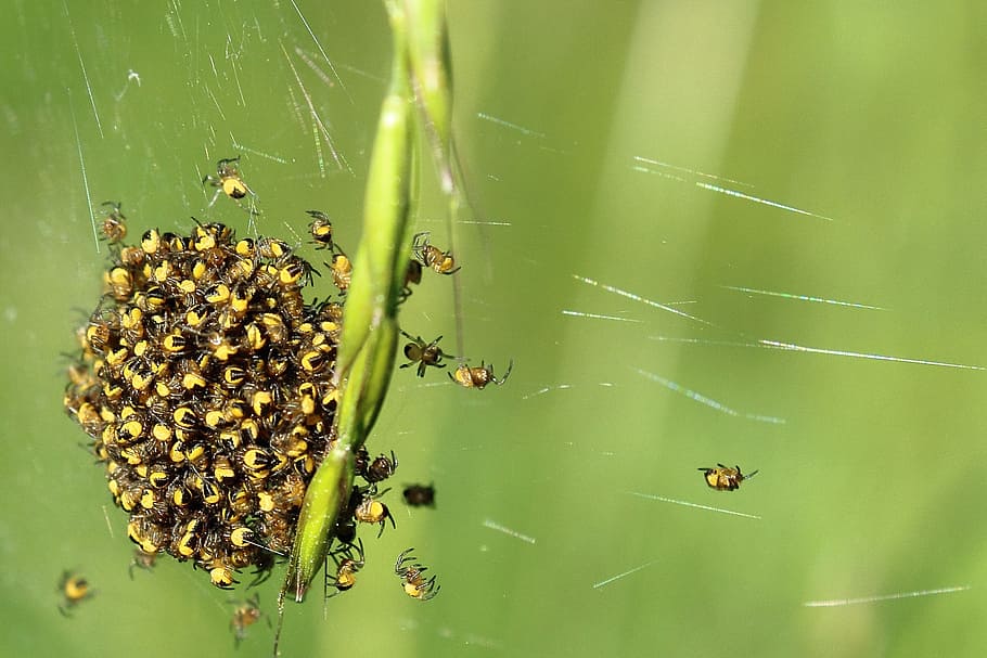 spin, arachnids, close, small spider, network, nest, insect macro HD wallpaper