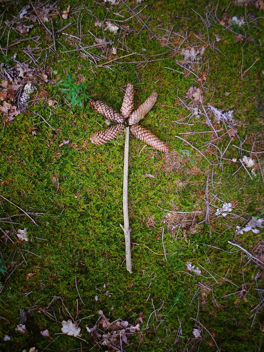 forest floor, flower, pine cones, branch, mossy, flourished HD wallpaper