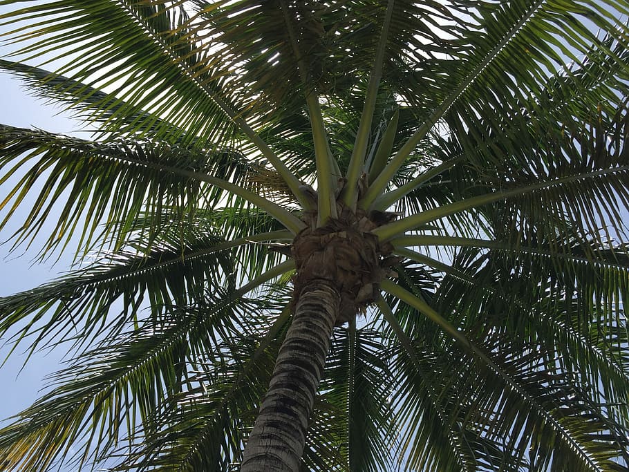 Palm Tree, Limbs, Clear, Blue, Sky, summer, spring, tropical HD wallpaper