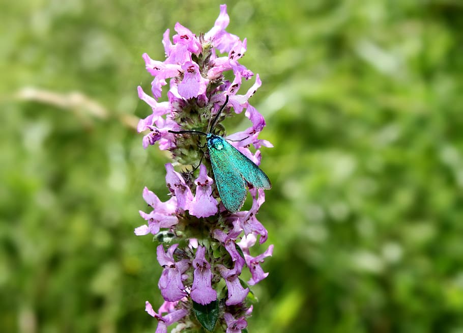 moth, butterfly, nature, insect, bug, macro, colorful, wildlife HD wallpaper