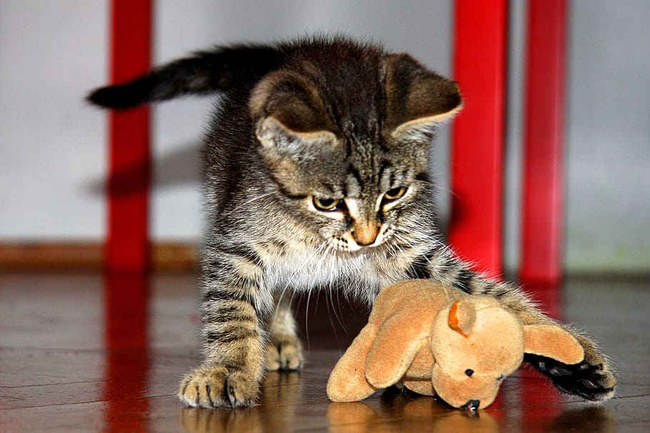 brown tabby cat playing bear plush toy, Kitten, Tomcat, Pet, Small, HD wallpaper