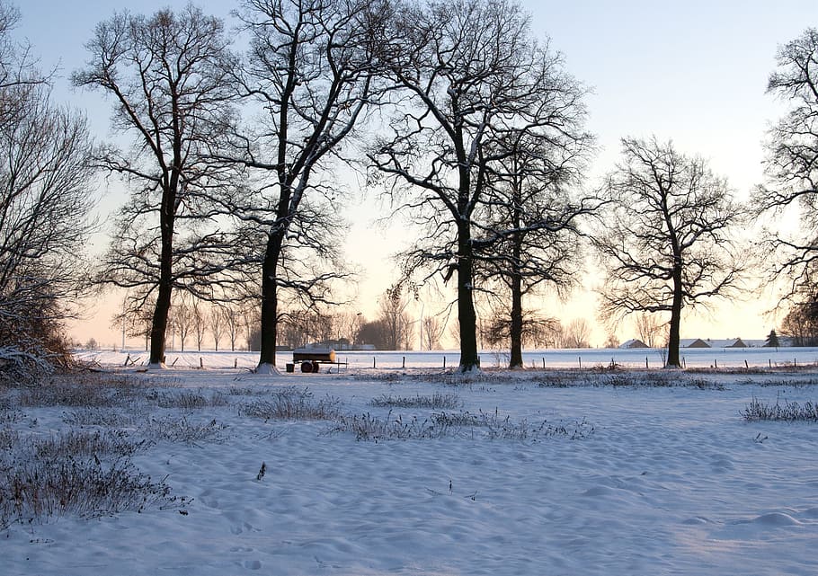 wintry, snow, cold, winter, tree, cold temperature, plant, bare tree HD wallpaper