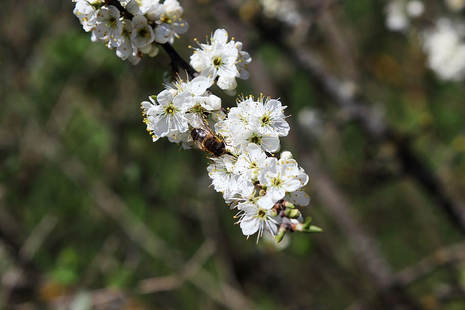 blossom, bloom, bee, spring, flower, insect, macro, close, white HD wallpaper