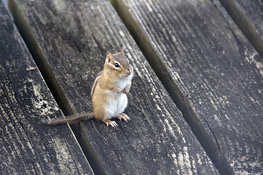 chipmunk, animal, nature, wildlife, cute, rodent, squirrel, HD wallpaper