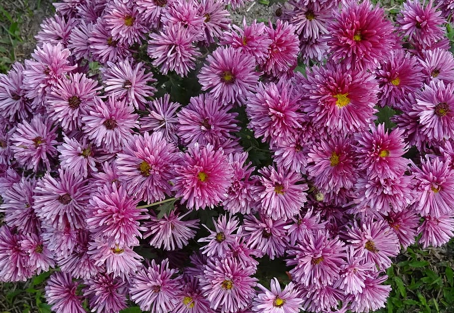 Chrysanthemum, Asteraceae, sevanthi, flower, flora, annual HD wallpaper