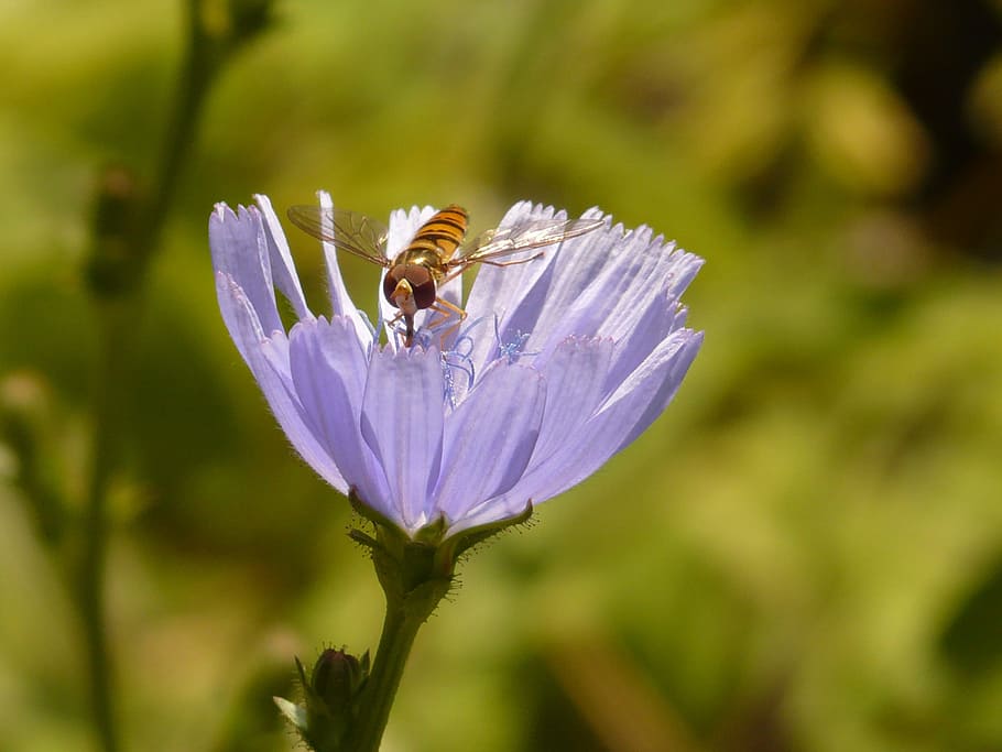 winter florea, fly, hoverfly, common chicory, flower, blossom HD wallpaper