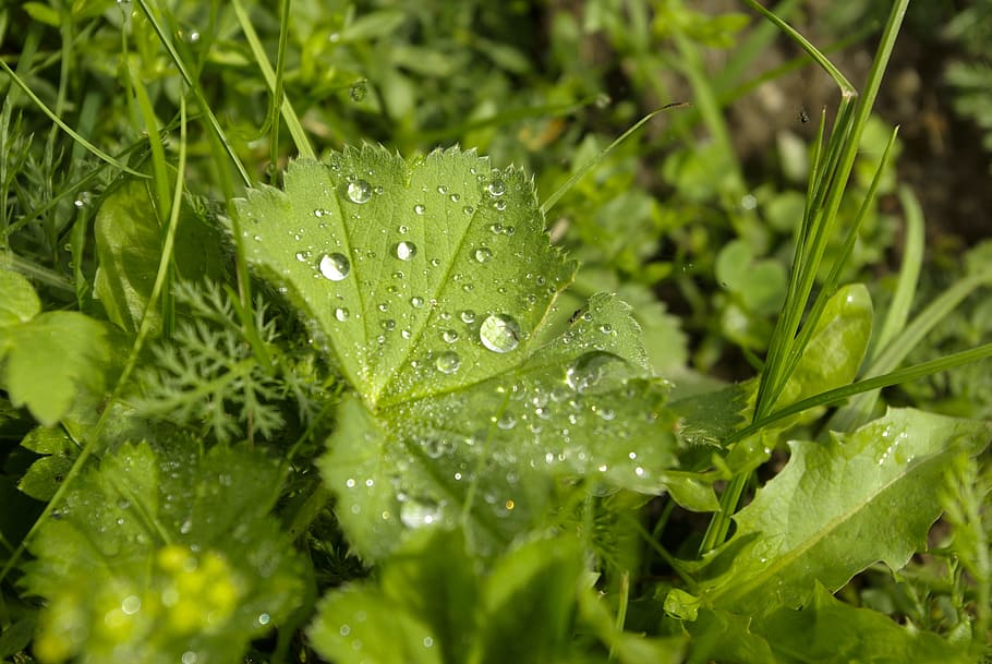 dewdrop, leaf, plant, green, drip, grass, frauenmantel, green leaf HD wallpaper