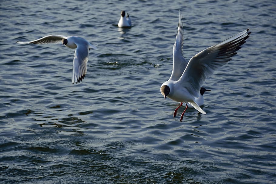 seagull, bird, flight, nature, wings, lake, animals, pen, wild birds HD wallpaper