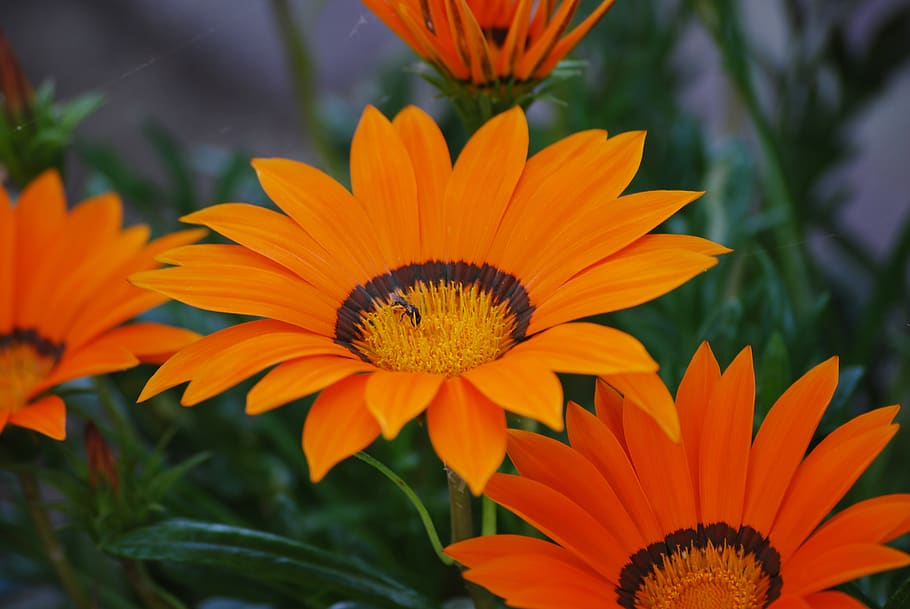 bloom, orange flower, bee, flowering plant, fragility, petal HD wallpaper