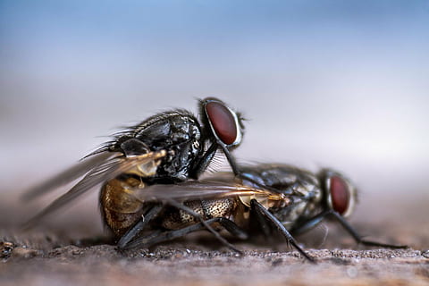 selective focus photography of two flies, fly, housefly, mating HD wallpaper