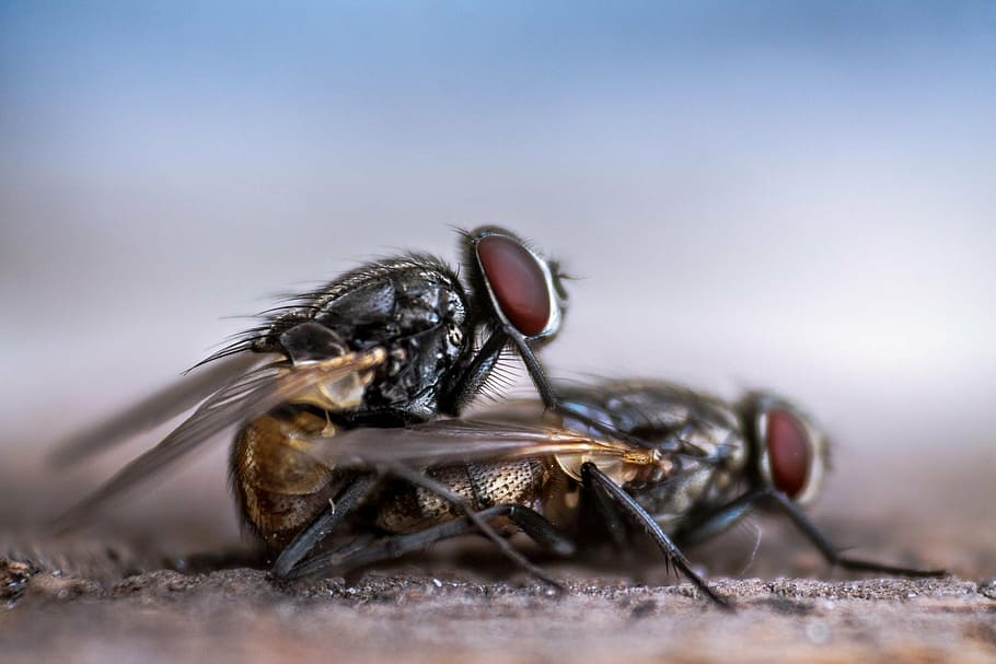 selective focus photography of two flies, fly, housefly, mating HD wallpaper