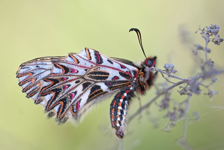 macro photography of multicolored moth, white, black, and pink butterfly sucks flower HD wallpaper