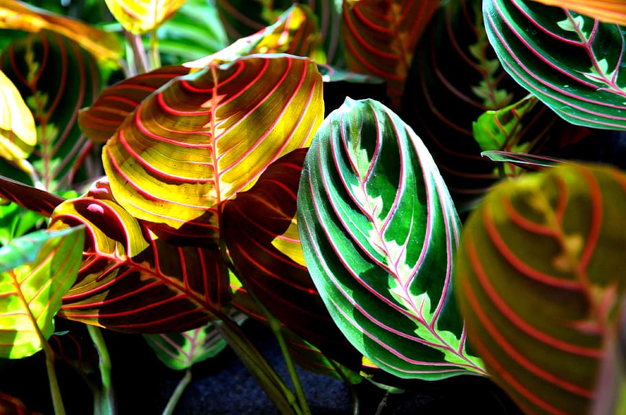 maranta, green, house plant, green color, multi colored, close-up, HD wallpaper