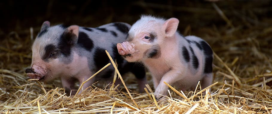 white-and-black piglets, small pigs, mini, cute, sweet, funny, HD wallpaper