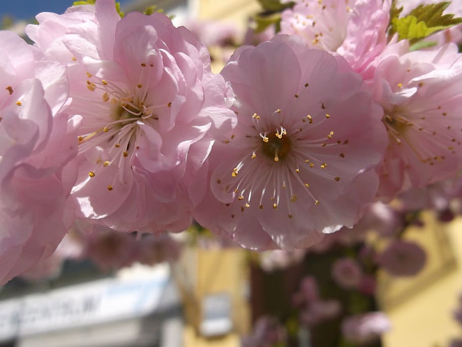bremen, spring, april, blossom, bloom, close, farbenpracht HD wallpaper
