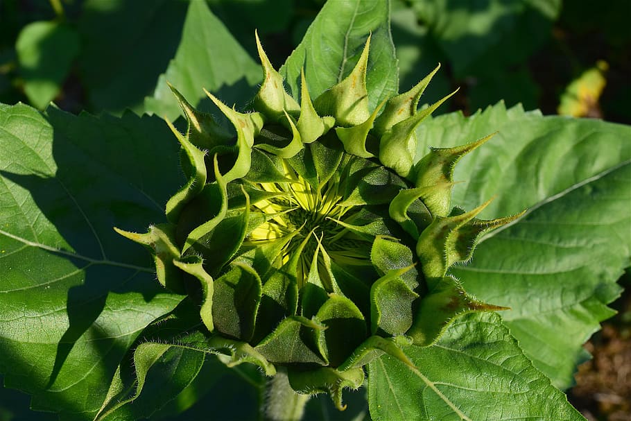 sunflower, budding, nature, summer, garden, plant, green, natural HD wallpaper