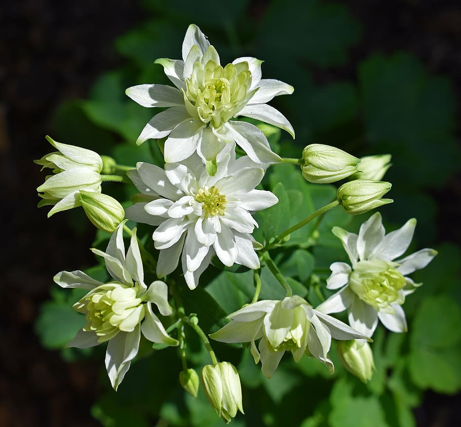 HD wallpaper: columbine, full bloom, double, flower, blossom, plant ...