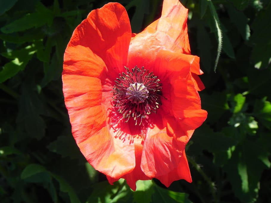 poppy, macro, red, close, nature, blossom, bloom, flower, mohngewaechs HD wallpaper