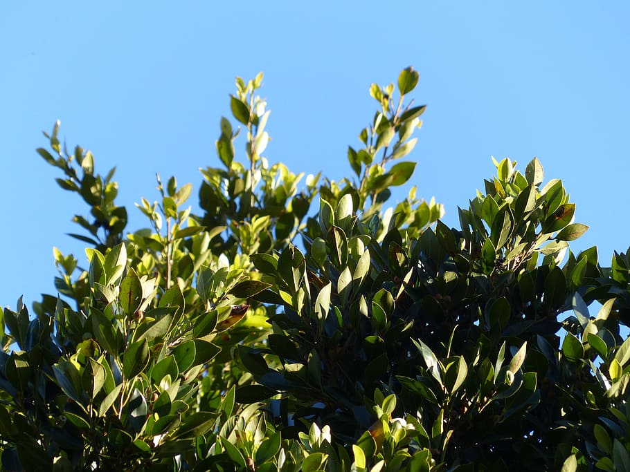 Leaves, Laurel, Tree, Green, Laurel, Laurel Tree, azores-laurel HD wallpaper