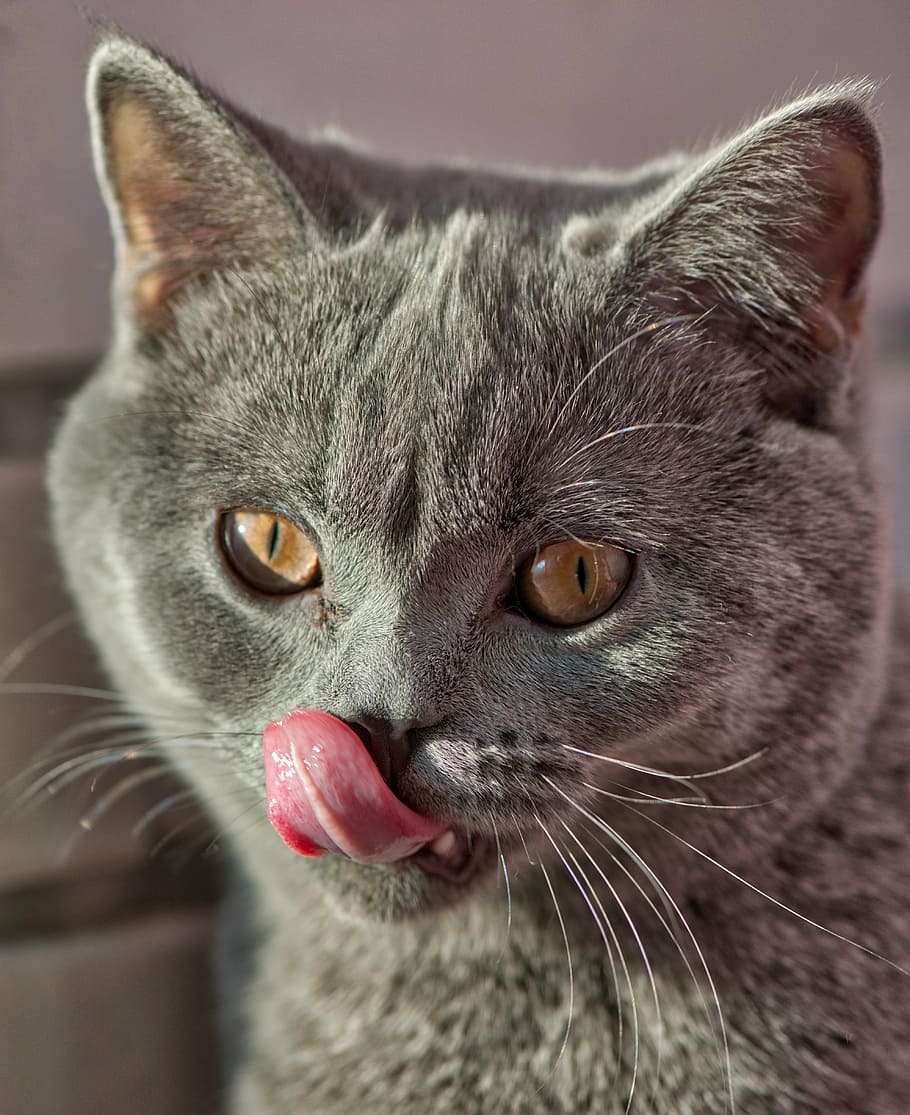 gray cat, kitten, macro, fun, hair, sweet, domestic, animal HD wallpaper