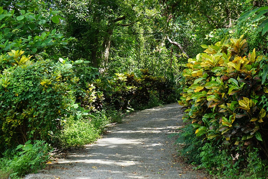 tree, green, road, nature, outdoor, day, natural, spring, sunny HD wallpaper