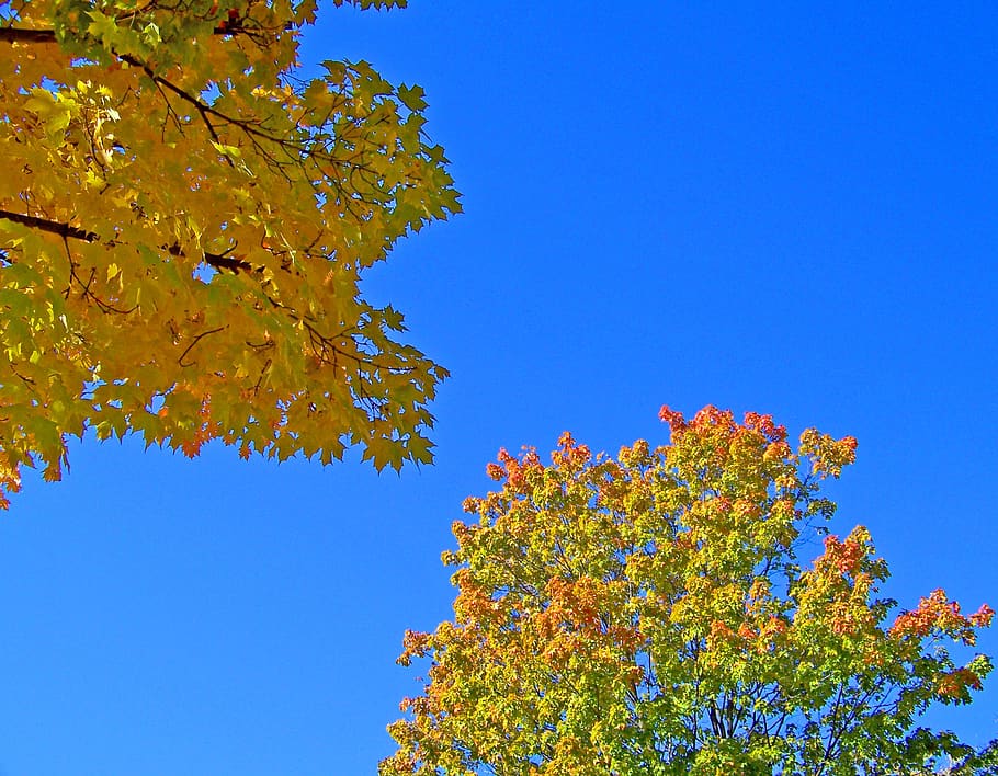 autumn, leaves, fall, maple, tree, blue, sky, plant, clear sky HD wallpaper