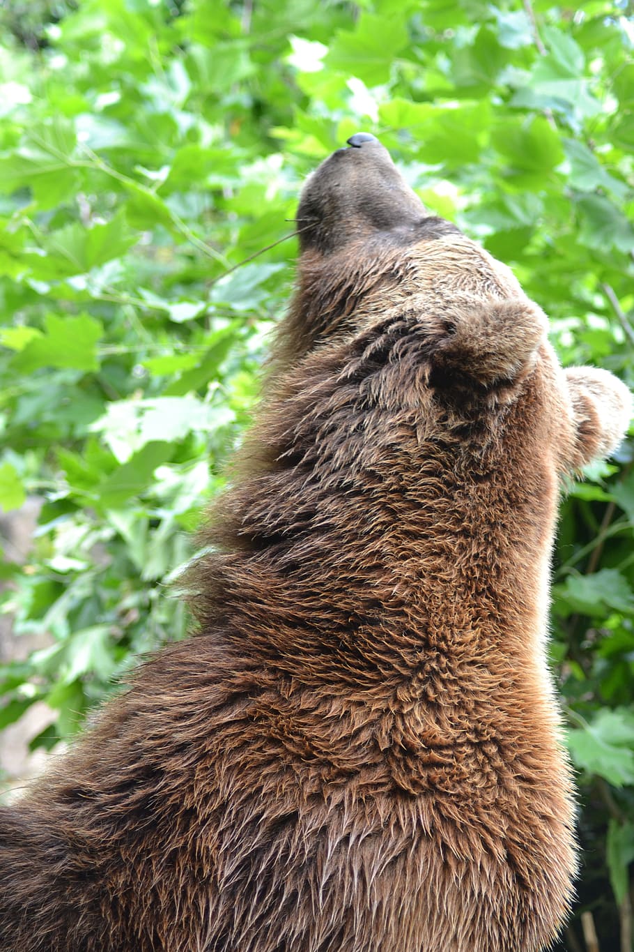 Brown Bear, Alpine, Mountains, predator, fur, mammal, nature HD wallpaper