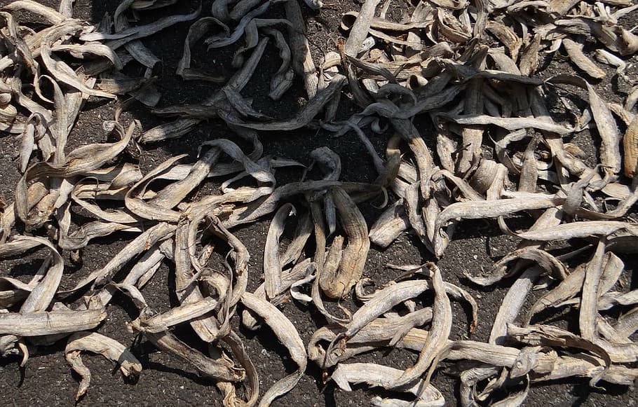 fish, eel, drying, dried, sundried, seafood, fishing, gourmet HD wallpaper