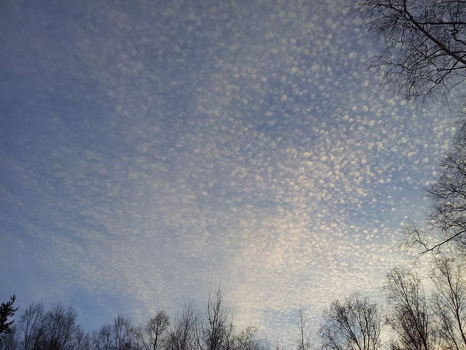 cloud, sky, clouds, halo, pumpulipilvi, tree, plant, nature HD wallpaper