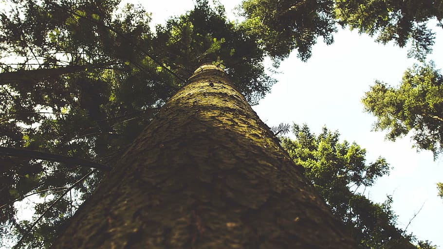 bark, forest, low angle shot, nature, park, tree, leaf, outdoors HD wallpaper