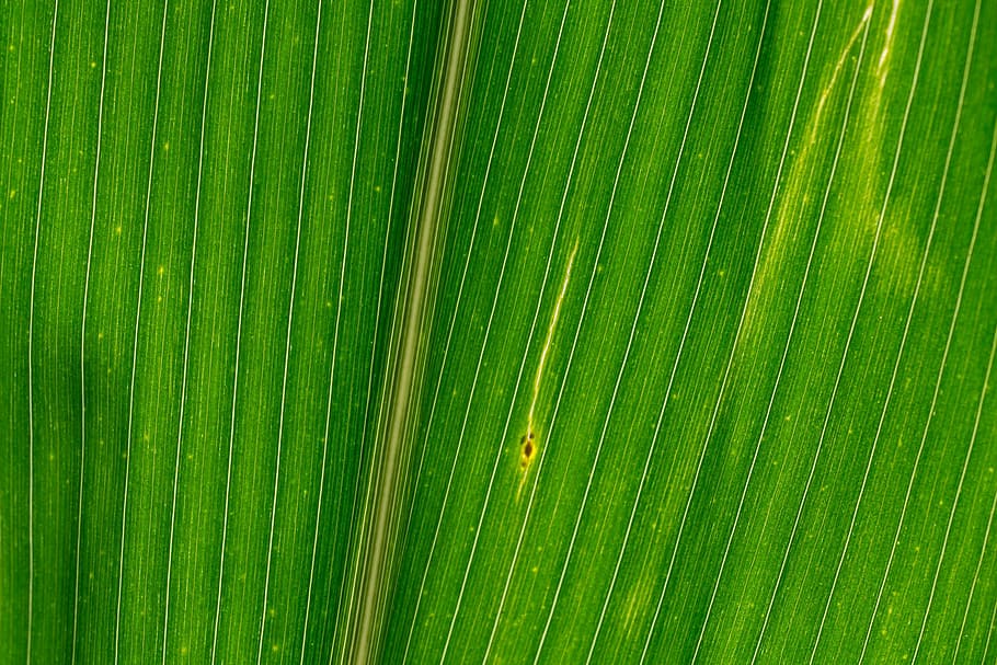 lines, structures, corn leaf, texture, color, green, green color HD wallpaper