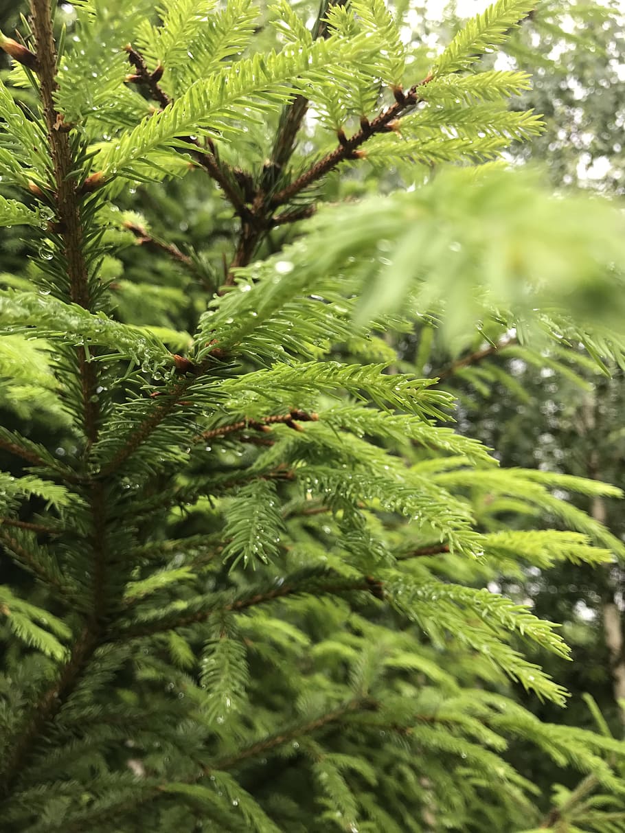 spruce, greens, freshness, needles, nature, forest, tree, branch, HD wallpaper