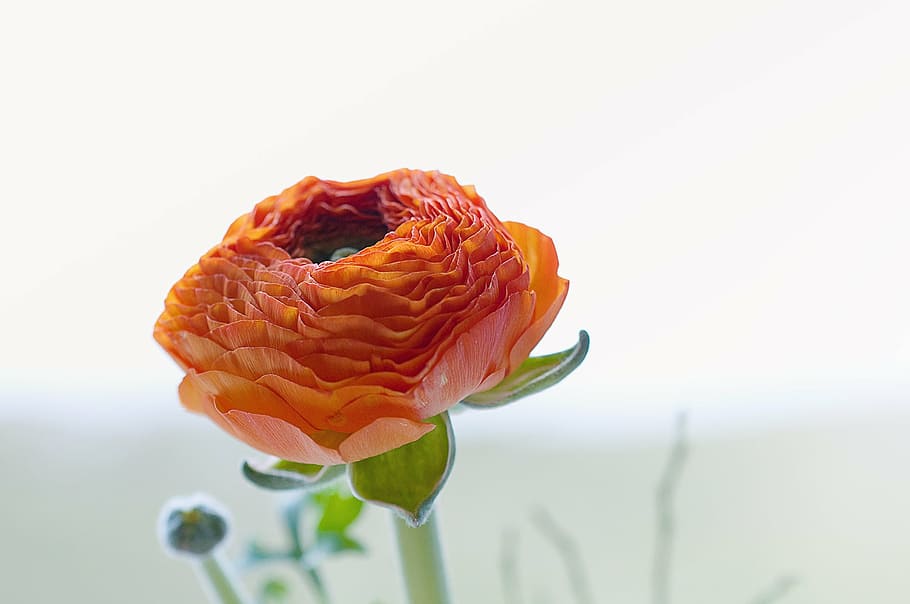 red flower, ranunculus, blossom, bloom, petals, orange, gorgeous HD wallpaper