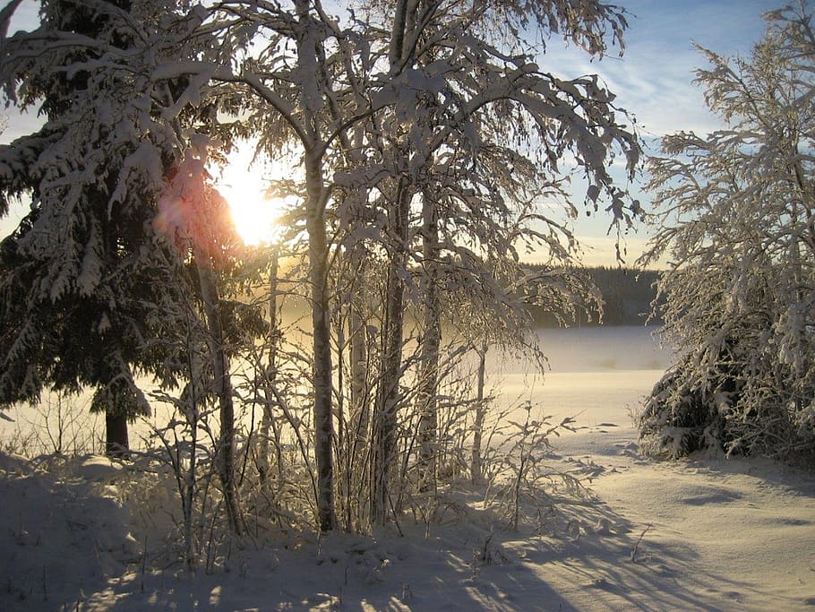 winter, solar, nature, tree, plant, sky, tranquility, beauty in nature HD wallpaper