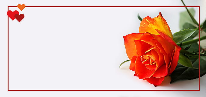 red rose flower on focus photo, driven, placecard, wedding HD wallpaper
