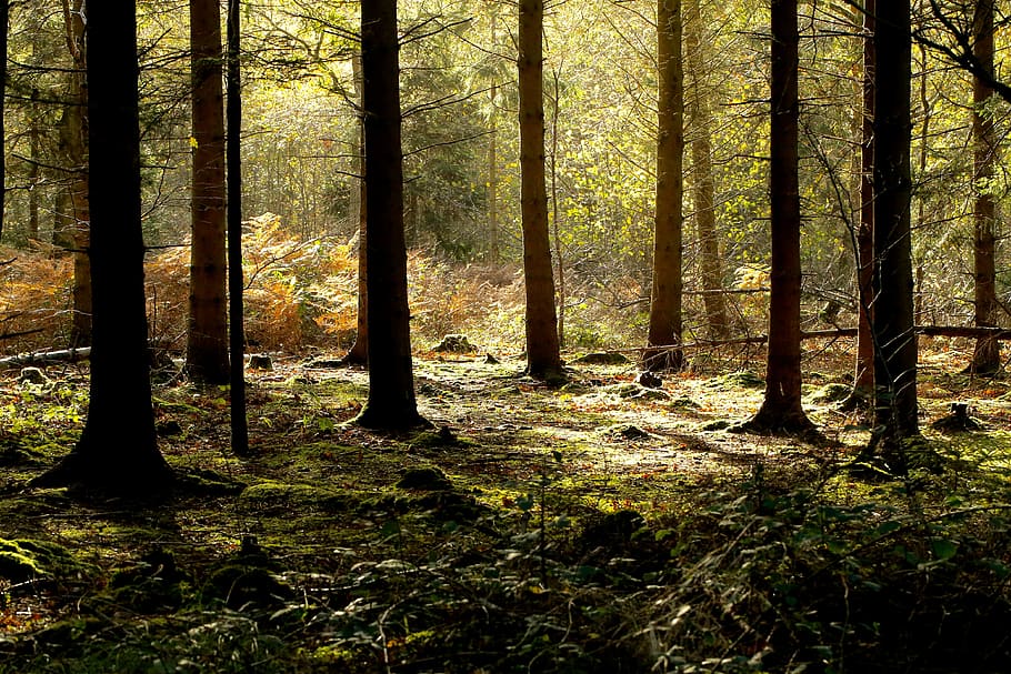 green and brown forest at daytime, brown tree branches, grass HD wallpaper