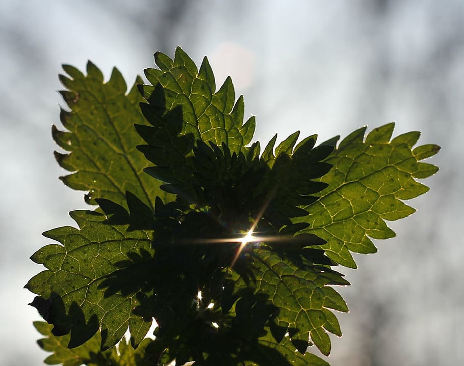 sheet, sun, beam, plant, leaf, nature, close-up, plant part HD wallpaper