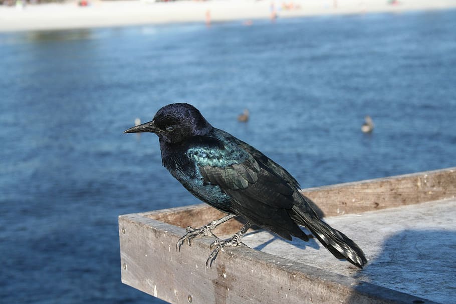 crow, bird, beach, animal themes, animal wildlife, vertebrate HD wallpaper